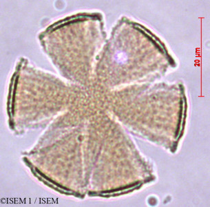 Solenostemon scutellarioides - lame n° 29390